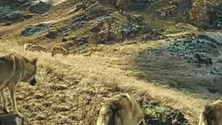 Клип из фильма "Тотем Волка"
