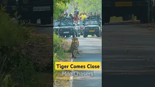 Dream Tiger Sighting in Pilibhit #shorts #tiger #trending