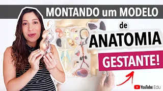 ANATOMIA da GRAVIDEZ: Montando um Modelo Anatomia Gestante | Anatomia etc