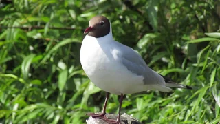 Black-headed gull / Chroicocephalus ridibundus / Озерная чайка II Bird voices