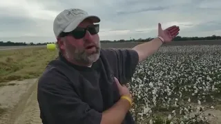 Cotton in Mississippi with Plant Grow AGN
