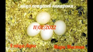 #какарики у Леры 4 яйца 11/02/2022 / Новозеландские прыгающие попугаи