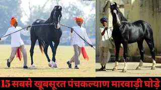Top 15 Best Black Punchkalyan Marwari Stallions Of India !!