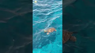 Sea Turtles love green salad :-) #shortsvideo #funnyshorts #funnyanimals