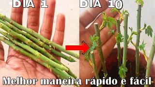 NUNCA MAIS PLANTE ROSA DA FORMA ERRADA (Em 10 dias mil clones)