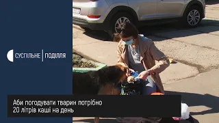 На Хмельницькому речовому ринку волонтери годують безпритульних тварин