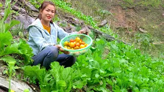 Harvests tomatoes and cook poached eggs in tomato sauce. Building farm, Free Life (ep161)