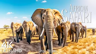 African Safari 4K UltraHD - Amazing Wildlife of African with Peaceful Relaxing Music