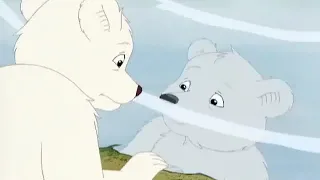 O Pequeno Urso - O Urso Polar