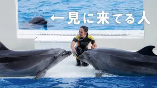 須磨シーワールドの芸達者すぎるイルカ