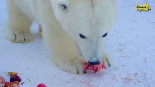 Кормление белых медведей в "Роевом ручье"