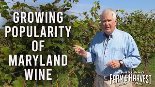 Why the Number of Wineries has Tripled Since 2010 | Maryland Farm & Harvest