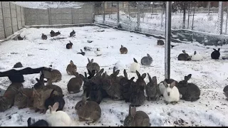 Кролики на снегу. Rabbits in the snow.