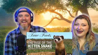 True Facts: The Rise of the Kitten Snake @zefrank | HatGuy & @gnarlynikki React