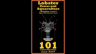 Tropical Spiny Rock Lobster 101 - species Panulirus 'ornatus' - Video (3of3) Part-A