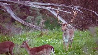 Bowhunting fallow deer and pigs.