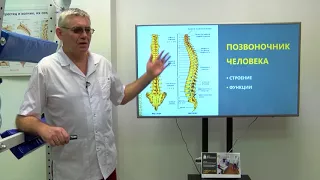 Почему важно иметь правильную осанку: функции позвоночника