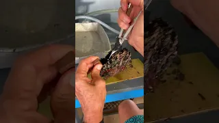 How To Farm Rare Pearls In Tahiti