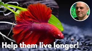 Betta Fish Lifespan: What Every Owner Should Know