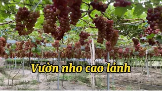 Tham quan vườn nho cao lãnh đồng tháp