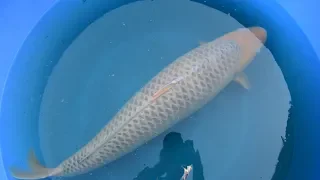 Modern Koi Blog #2939 - Aufgewachsen in Deutschland: 94 cm Nanashigoi