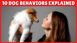 10 Strange Dog Behaviors EXPLAINED 🥰 UNDERSTAND Your Dog Better