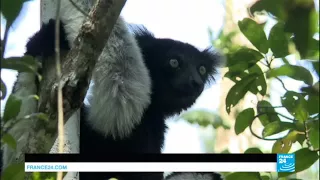 Saving Madagascar's lemurs: could ecotourism be the solution?