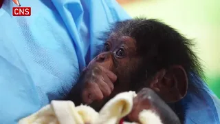 Shanghai Wild Animal Park raises baby chimp for the first time
