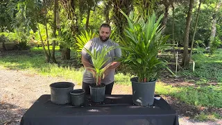 Potting up my Variegated Cyrtostachys renda (Lipstick Palm)!!