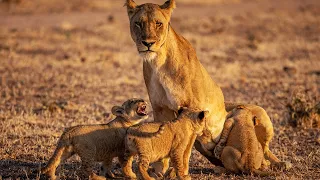 Lion Cubs Love Annoying Their Mum