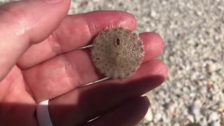 Alive Tiny Sand Dollars!