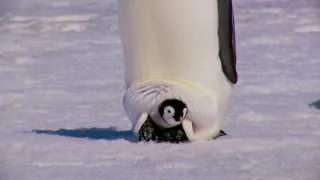 Polluelo de pingüino emperador