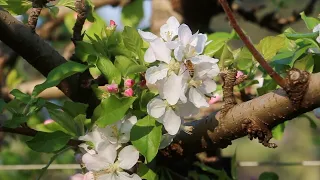 Florada da macieira