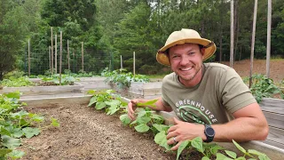 Crucial Planting Tips for a Successful Raised Bed Garden!