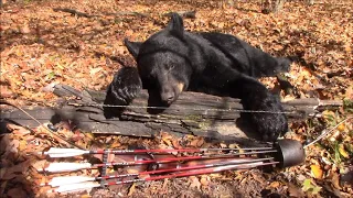 Self Filmed Pennsylvania Black Bear with Recurve
