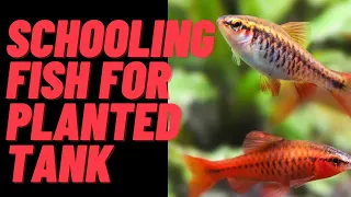 TOP 7 SCHOOLING FISH FOR YOUR PLANTED TANK!