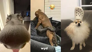 Dogs Videos But Try Not To Laugh🤣😂Part 35