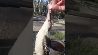 Attack of the killer kookaburra