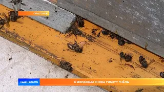 В Мордовии снова гибнут пчёлы