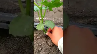 Primera poda y enreda de pepino en invernadero 🥒.