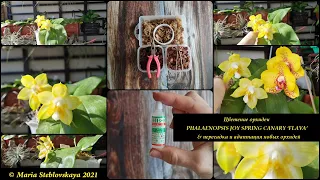 Цветение орхидеи Phalaenopsis Joy Spring Canary 'Flava' & пересадка и адаптация новых орхидей