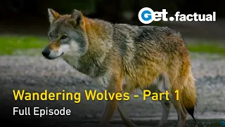 Wandering Wolves - Nature Documentary, Part 1