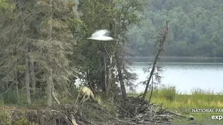 Scary video bear tries to shake holly coy out of tree July 31st 2020