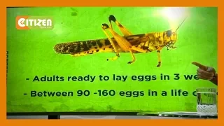 Life Cycle of Locusts: Desert locust lives between 3-4 months