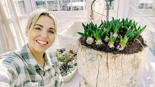 Hyacinth Bulbs & Tulip Bulb Plantings at the Greenhouse