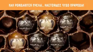 Как рождаются пчелы    Настоящее чудо природы!