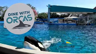 Dine With Orca's 4k w/Orca Presentation : Seaworld Orlando