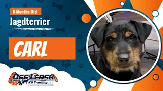 6 M/O Jagdterrier, Carl | Best Off Leash Terrier Dog Training | Off Leash K9