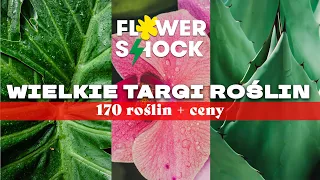 Targi roślin Flower Shock - najtańsze rośliny? Porównaj ceny