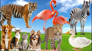 Animal Farm Sounds: Dog, Cat, Flamingo, Leopard, Tiger, Duckling, Zebra - Animal Paradise